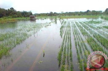 Akibat Banjir, Ratusan Hektare Tanaman Padi Sawah di Barut Mati