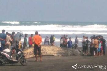 BKSDA: Bangkai Di Pantai Cilacap Paus Biru