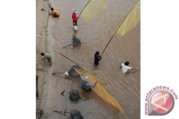 Warga Barut Panen Ikan Seluang di Sungai Barito