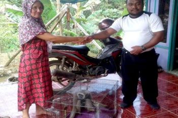 Kantor SKW Muara Teweh Terima 2 Ekor Owa-Owa dari Warga