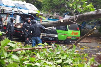 Pohon Tumbang Di Temanggung Timpa Mobil