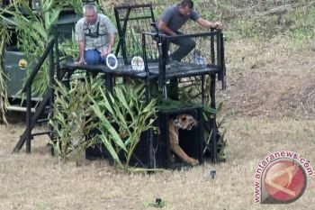 Panglima TNI lepasliarkan harimau sumatera