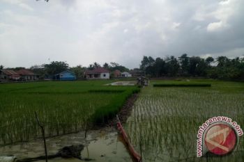 Kodim Musi Rawas panen lahan cetak sawah