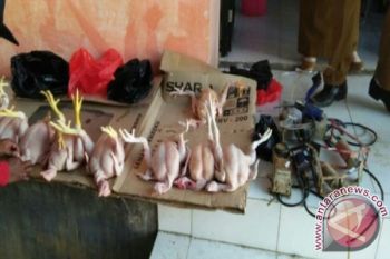 Jual ayam gelonggongan, pedagang Tolitoli berurusan polisi
