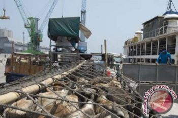 Tiga Kapal Pengangkut Sapi Tertahan di Kupang 