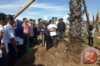 Gubernur Tanam Pohon Lontara Di Perintis-Sutami