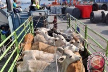 HP2SK Minta Pengurusan Dokumen Sapi Antarpulau Terpadu 