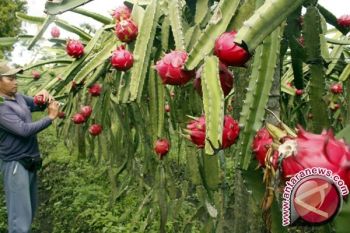 Jaminan sertifikasi produk tingkatkan nilai tambah petani hortikultura