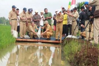 Area Persawahan Minapadi Disebari Benih Ikan Nila