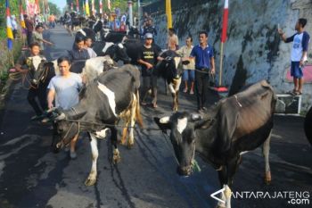 Ratusan Ternak Ikuti Kirab Tradisi Lebaran Ketupat