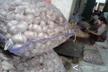 Harga Bawang Putih Impor Berangsur Turun