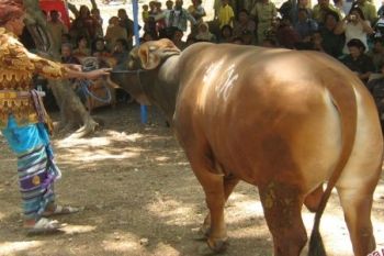 Dinas Peternakan Gelar Kontes Ternak 