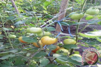 Petani tomat minta pemerintah siapkan pupuk bersubsidi