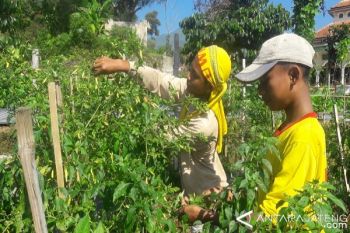 Pasca Lebaran, Harga Cabai di Temanggung Anjlok 