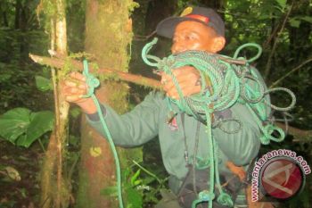 Taman Nasional Kerinci Seblat Memusnahkan Jerat Rusa