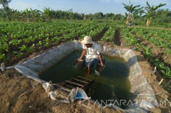 BEP Harga Tembakau Madura