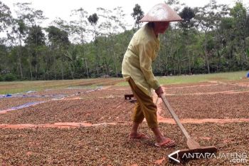 Hasil Panen Kopi Petani Temanggung Merosot