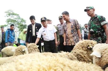 Jaga populasi, masyarakat Banjarnegara diminta kembangkan domba Batur