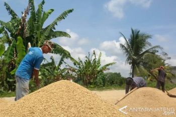 Bulog Banyumas: Penyerapan Gabah Kembali Meningkat 