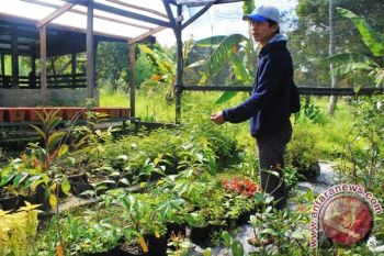 LIPI budi daya bunga Sakura di Papua 