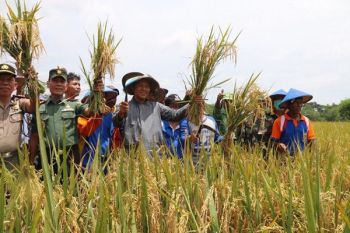 Lampung Tengah Targetkan Produksi Padi 922.861 Ton 