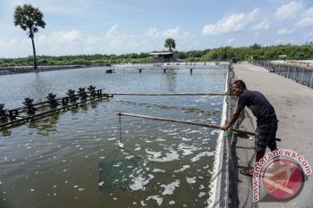 Tambak udang harus miliki pengolah limbah