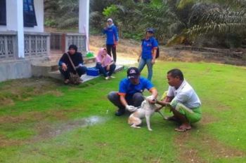 4.000 anjing di Gumas divaksinasi