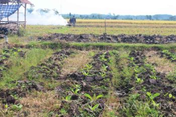 Tingginya Harga Bibit Tembakau di Probolinggo