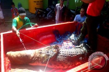 Buaya Ganas Hasil Tangkapan Warga Seruyan Berhasil Dievakuasi BKSDA