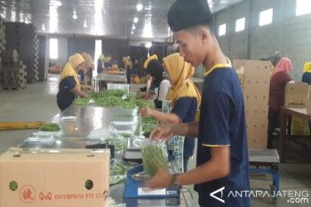 BSL Ekspor Sayuran 700 Kilogram/Hari ke Singapura