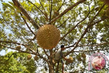 Panen Buah Durian