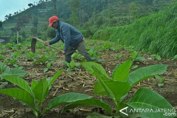 Cuaca Mendukung, Petani Tembakau Boyolali Optimistis Hasil Panen Bagus