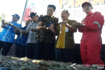 Balai Budidaya Jepara Bertekad Populerkan Udang Putih 