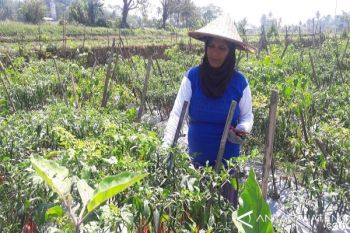 Harga Cabai Tingkat Petani di Temanggung Naik 