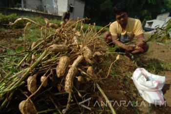 Harga Kacang Tanah Naik