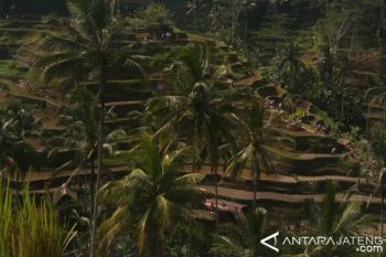 Pejabat: Area Persawahan Banyumas Bisa Terapkan Subak