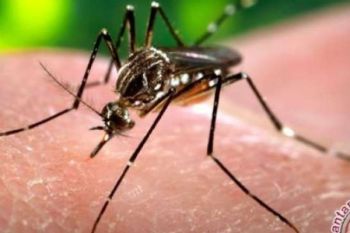 23 Warga Rohul Dinyatakan Terjangkit Malaria