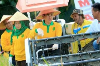 Inhil Gelar Panen Raya Program Opsus Pajale