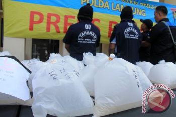 Ditpolair Amankan 8.891 Benih Lobster Mutiara 