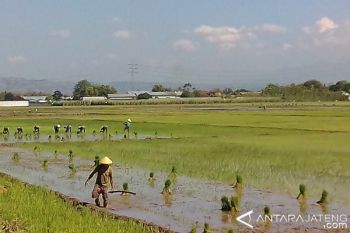 10.474,15 Hektare Tanaman Padi Diasuransikan