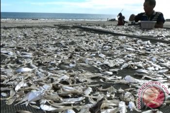 Perajin Pengolah Ikan Asin Pun Berharap Harga Garam Kembali Stabil