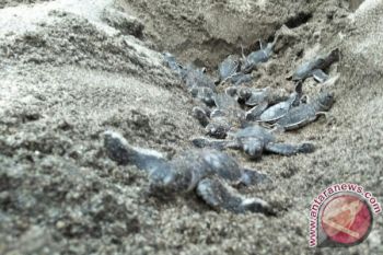 Kelangsungan Hidup Penyu dalam Tantangan Perubahan Iklim