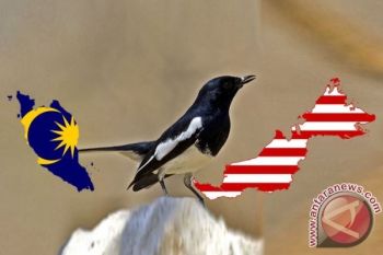 Keberadaan burung kacer langka di Abdya