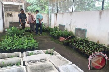Plasma pisang kewalahan penuhi permintaan kultur jaringan