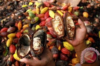 Kakao Petani Mamuju Terserang Hama 