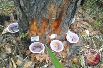 Warga Tumaratas Keluhkan Penyadapan Getah Pinus