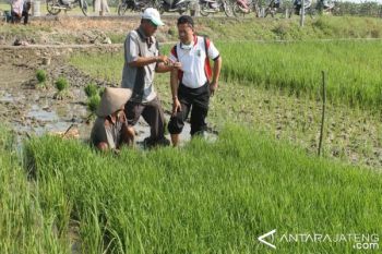 Pembebasan Premi Asuransi Tani di Kudus Tunggu Kajian