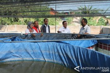 Kudus Targetkan Bibit Ikan Nila Peroleh Sertifikat
