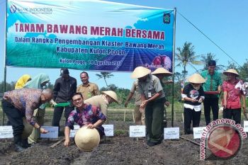 Kulon Progo tanam bawang merah dengan benih biji