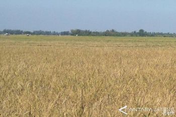 Benih Padi Inpari Unsoed 79 mulai Diproduksi 